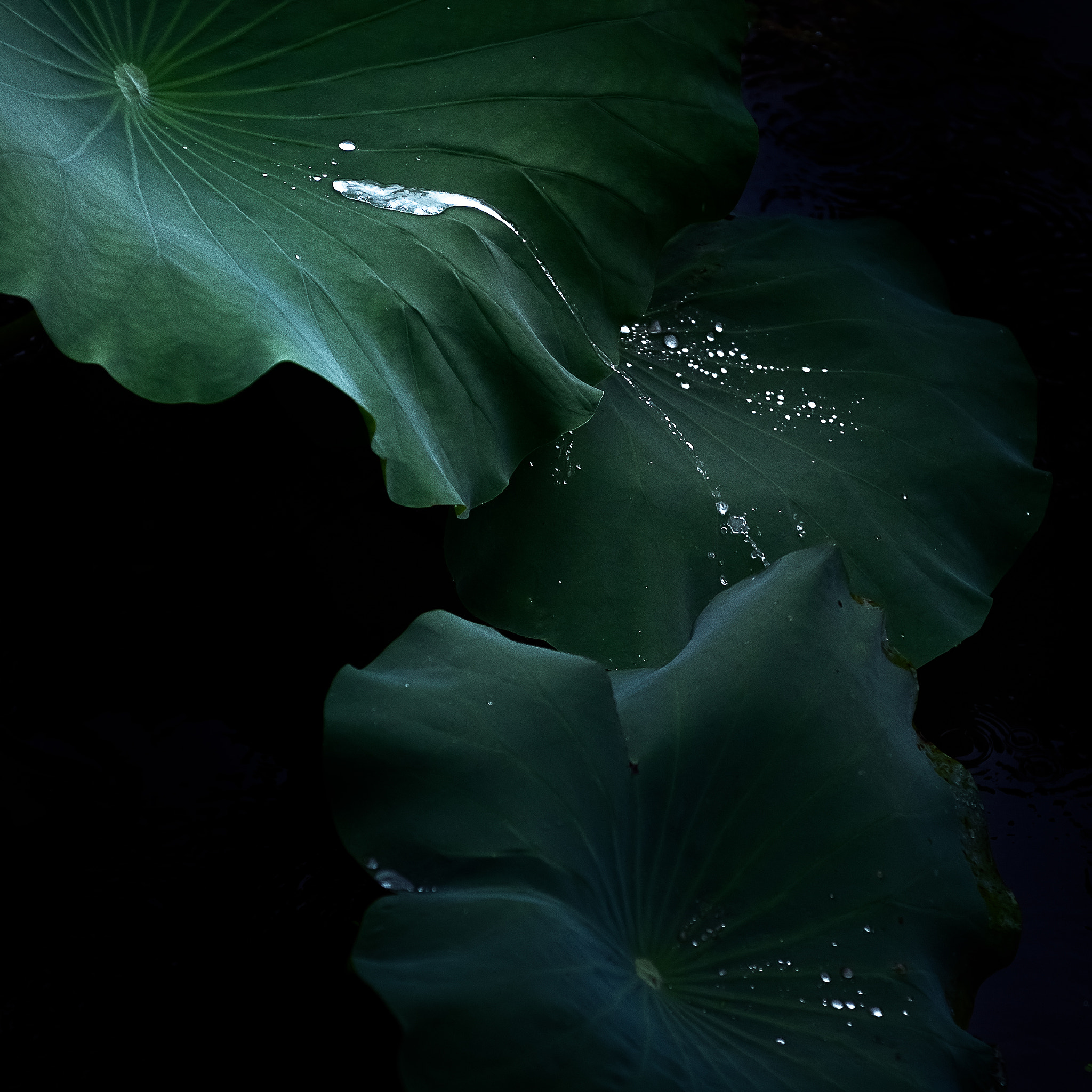 Nikon AF-S Nikkor 24-70mm F2.8E ED VR sample photo. Lotus leaf photography
