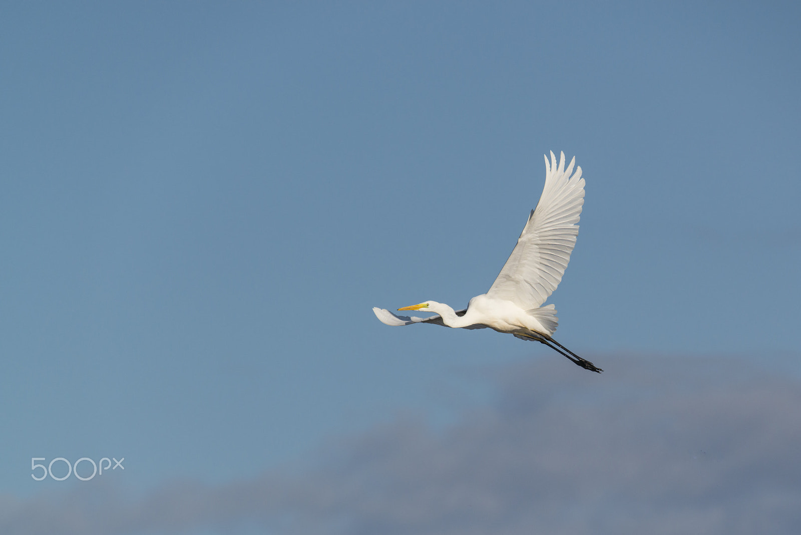 Nikon D800 + Sigma 150-600mm F5-6.3 DG OS HSM | S sample photo. Great white heron in the sky with wide spread wings photography