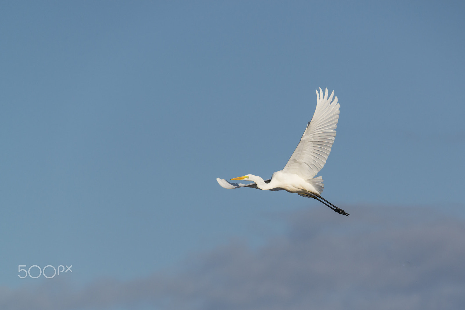 Sigma 150-600mm F5-6.3 DG OS HSM | S sample photo. Great white heron in the sky with wide spread wings photography