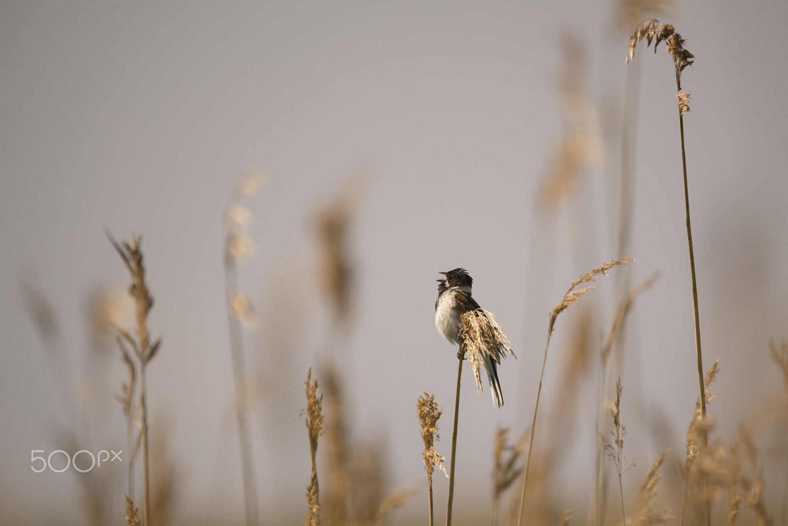 Nikon D800 + Sigma 150-600mm F5-6.3 DG OS HSM | S sample photo. Reed warbler on the reed photography