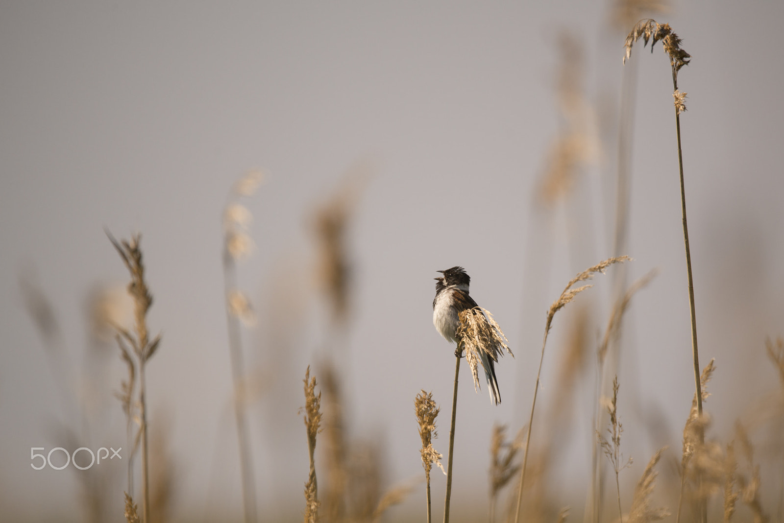 Sigma 150-600mm F5-6.3 DG OS HSM | S sample photo. Reed warbler on the reed photography