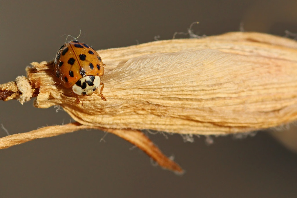 Canon EOS 1200D (EOS Rebel T5 / EOS Kiss X70 / EOS Hi) + Sigma 105mm F2.8 EX DG Macro sample photo. Orange ladybug.. photography