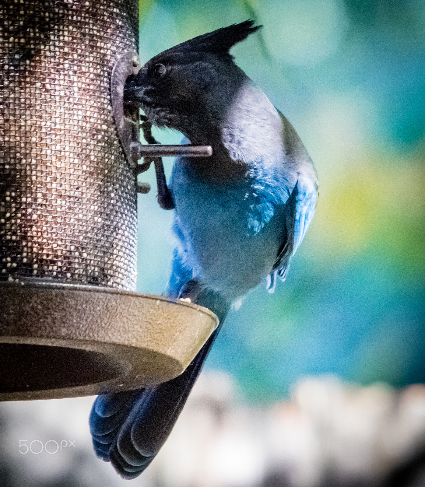Sigma 120-400mm F4.5-5.6 DG OS HSM sample photo. Stellers jay photography