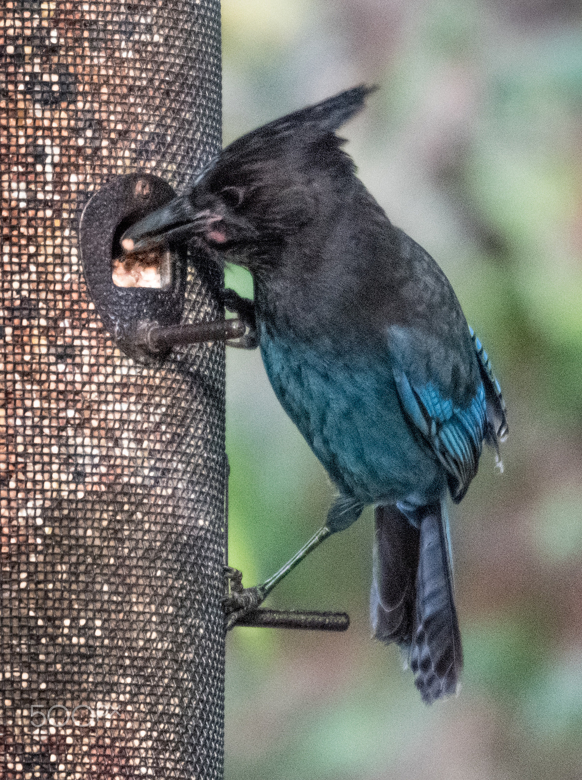 Sigma 120-400mm F4.5-5.6 DG OS HSM sample photo. Stellers jay photography