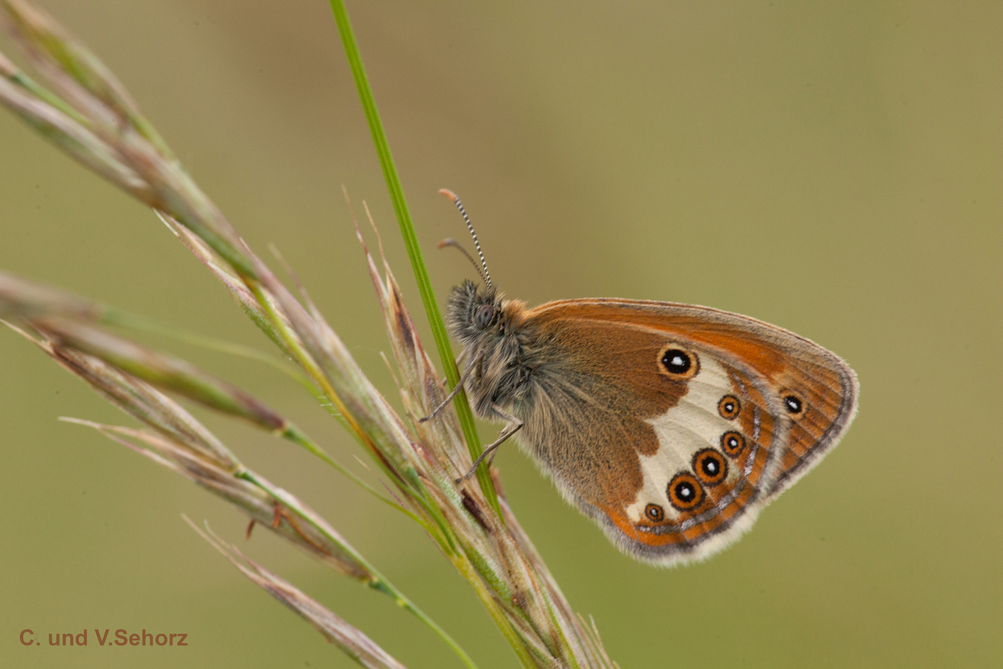 Canon EF 180mm F3.5L Macro USM sample photo. Little beauty photography