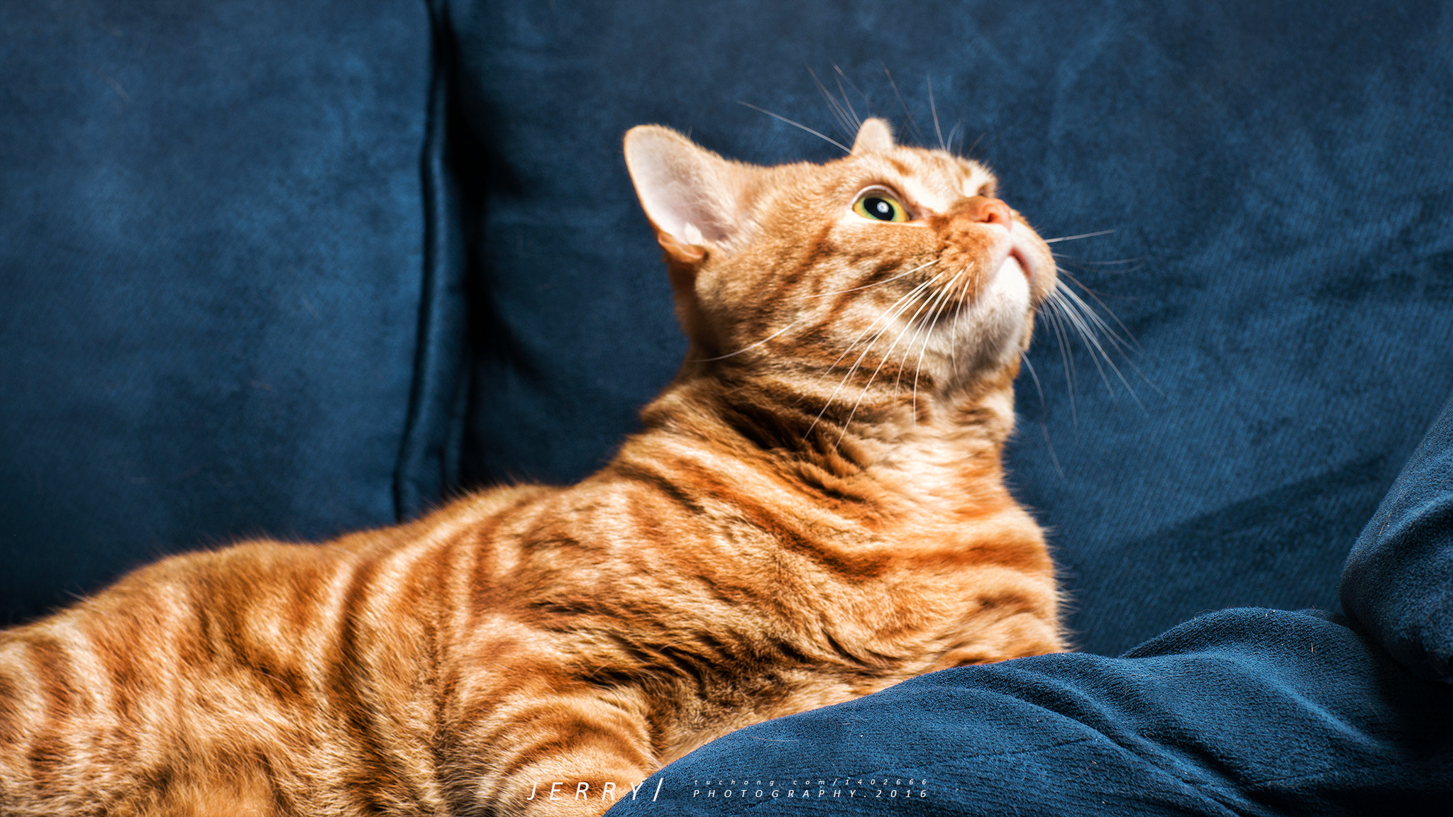 Sony a7R II + Canon EF 85mm F1.2L II USM sample photo. Hunting photography