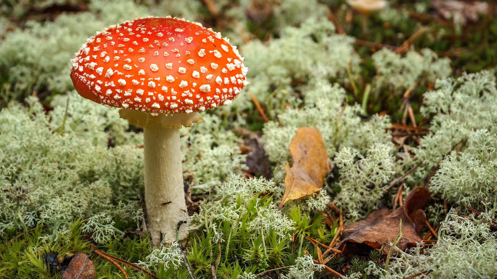Sony Alpha NEX-5N sample photo. Amanita photography