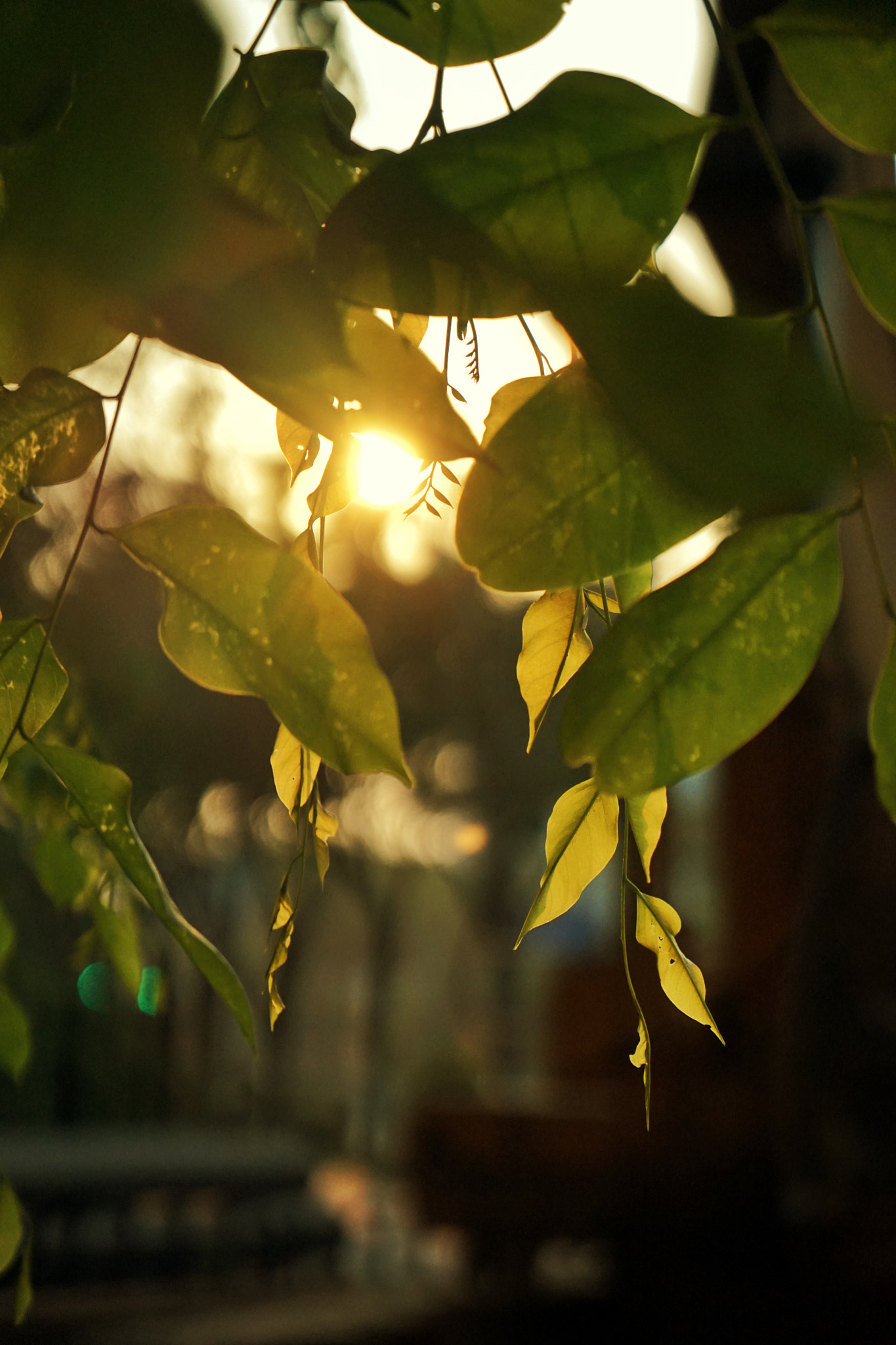 Sony a7 II + Sony Vario Tessar T* FE 24-70mm F4 ZA OSS sample photo