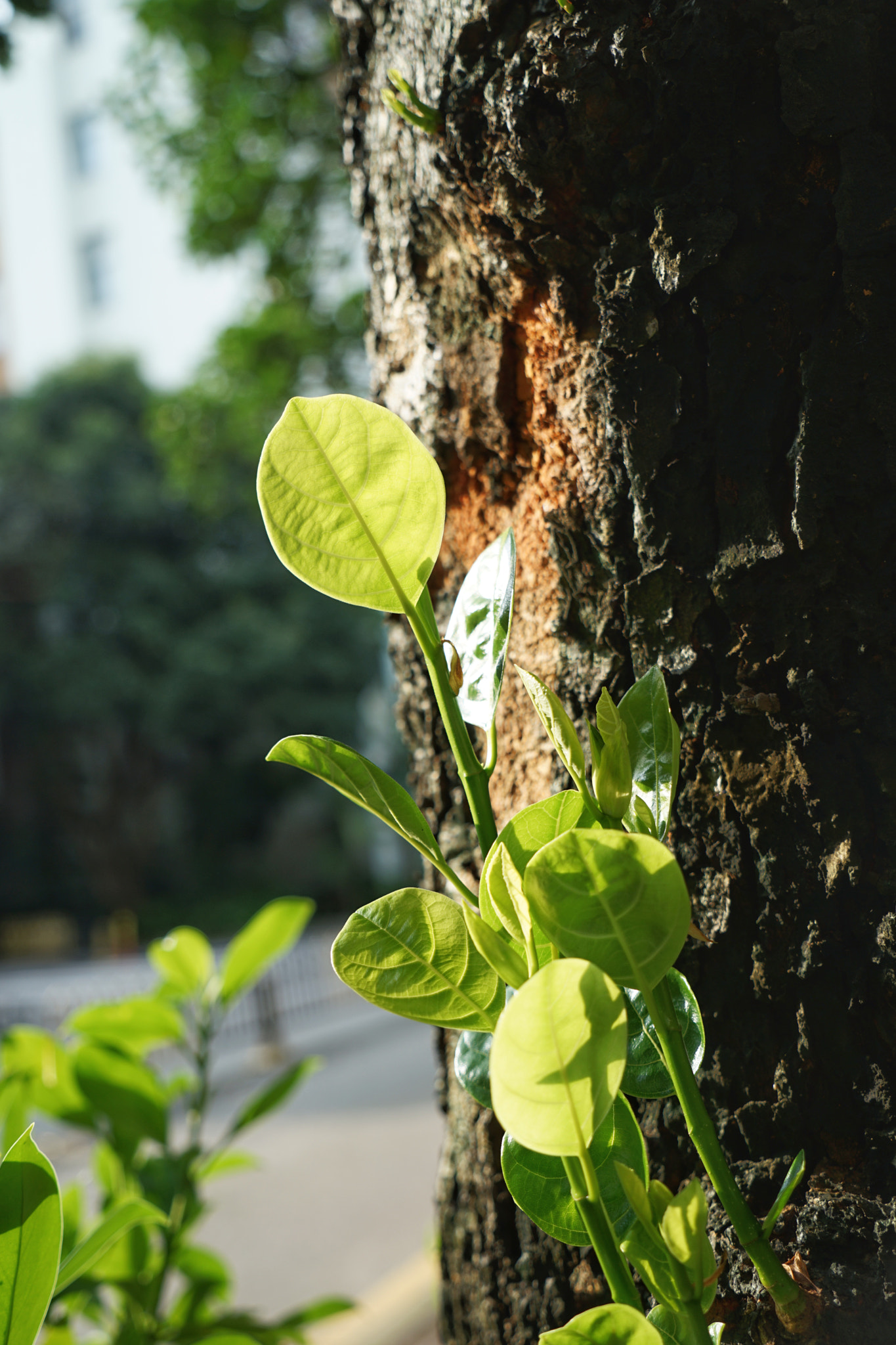 Sony a7 II + Sony Vario Tessar T* FE 24-70mm F4 ZA OSS sample photo