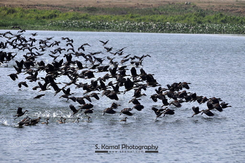 Nikon D90 sample photo. Migratory birds sanctuary skp photography