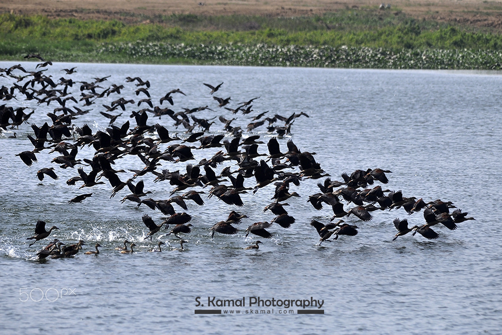 Sigma 150-500mm F5-6.3 DG OS HSM sample photo. Migratory birds sanctuary skp photography