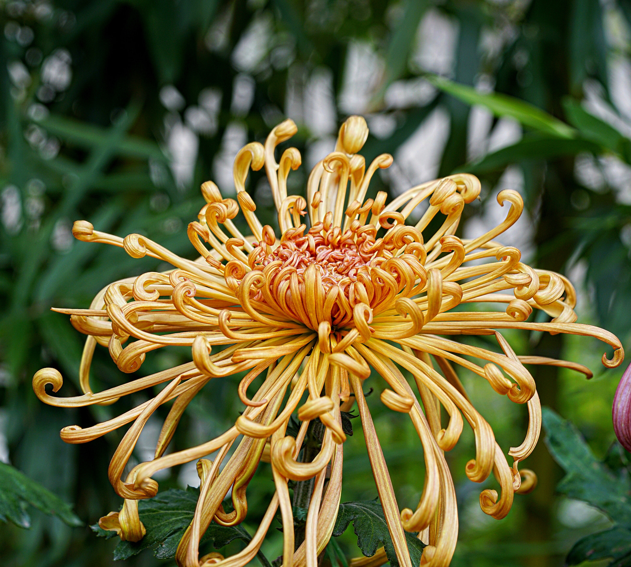 Sony a7R II + Sony FE 90mm F2.8 Macro G OSS sample photo