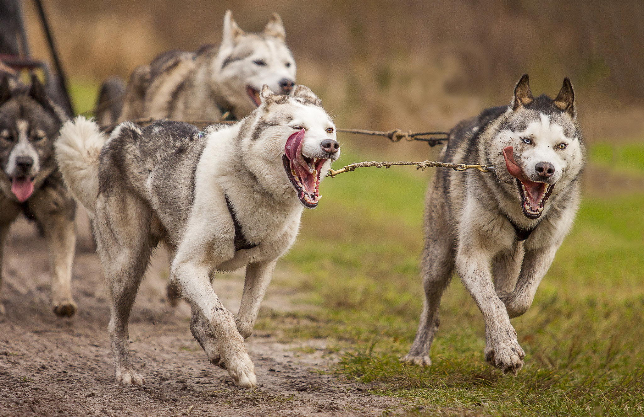 Canon EF 70-200mm F2.8L USM sample photo. Siberian huskies photography