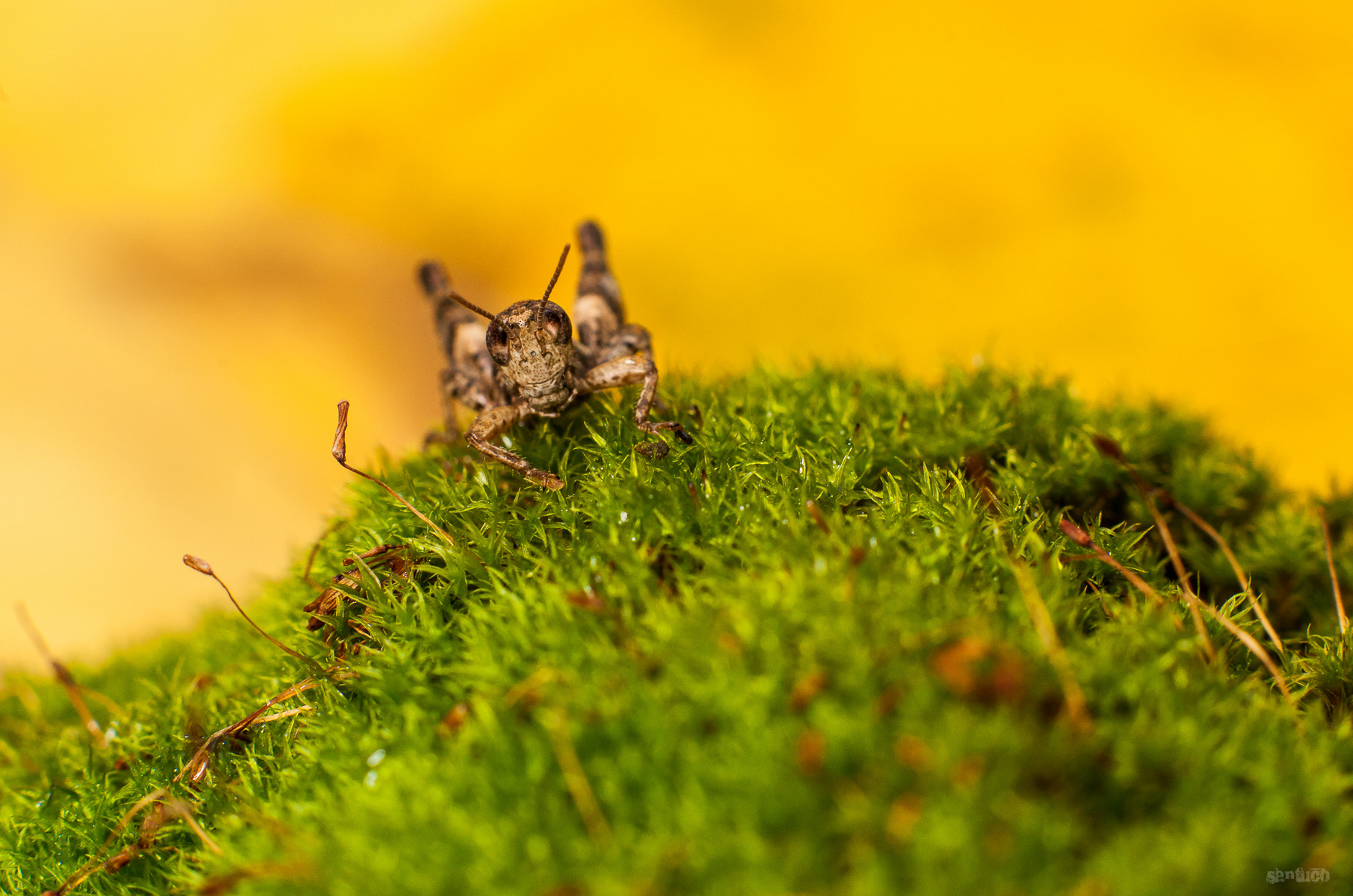 Sony Alpha DSLR-A900 + Sony 100mm F2.8 Macro sample photo. Grasshopper photography