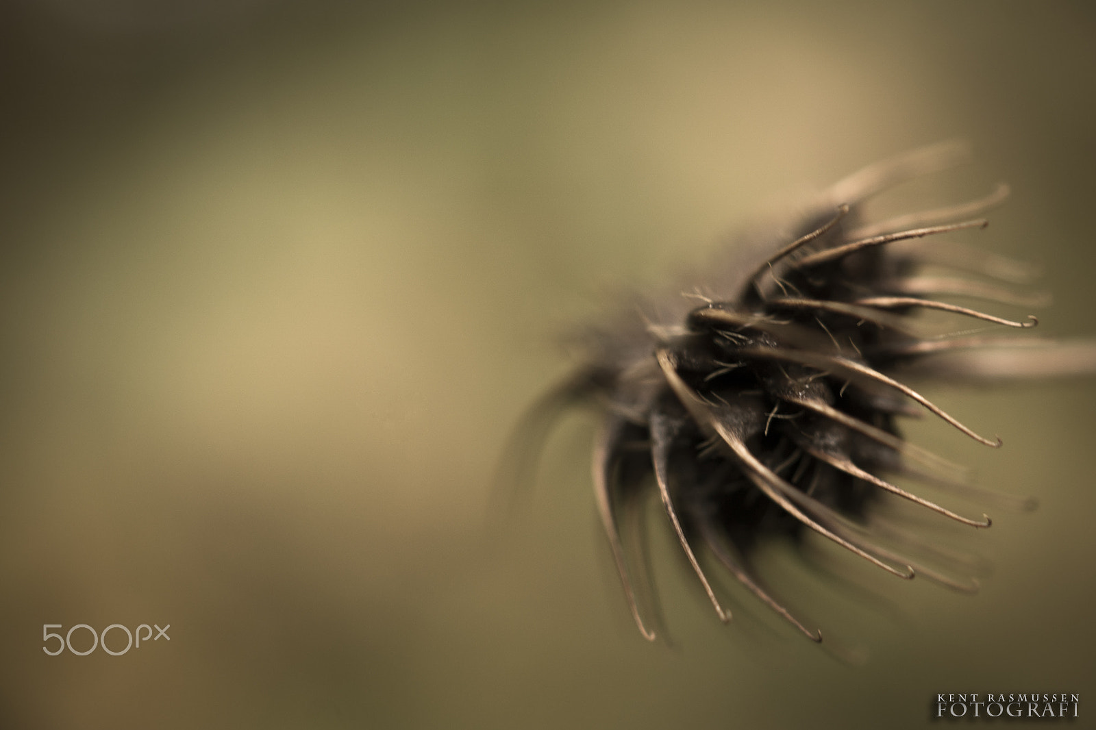 Sony DT 30mm F2.8 Macro SAM sample photo. Autumn photography