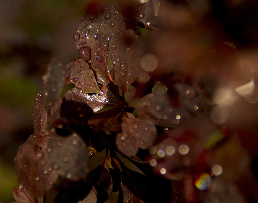 Sony SLT-A37 sample photo. After rain. photography