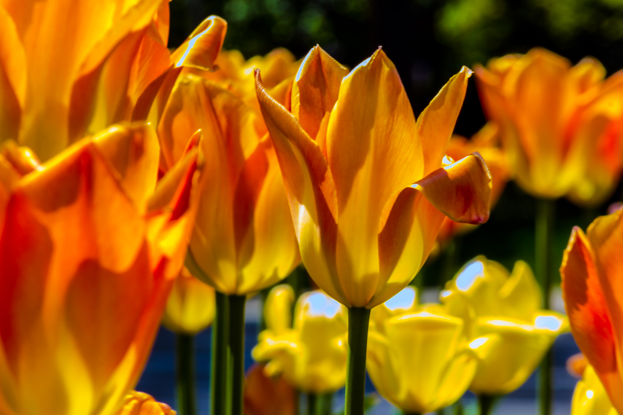 Canon EOS 600D (Rebel EOS T3i / EOS Kiss X5) sample photo. Tulips photography