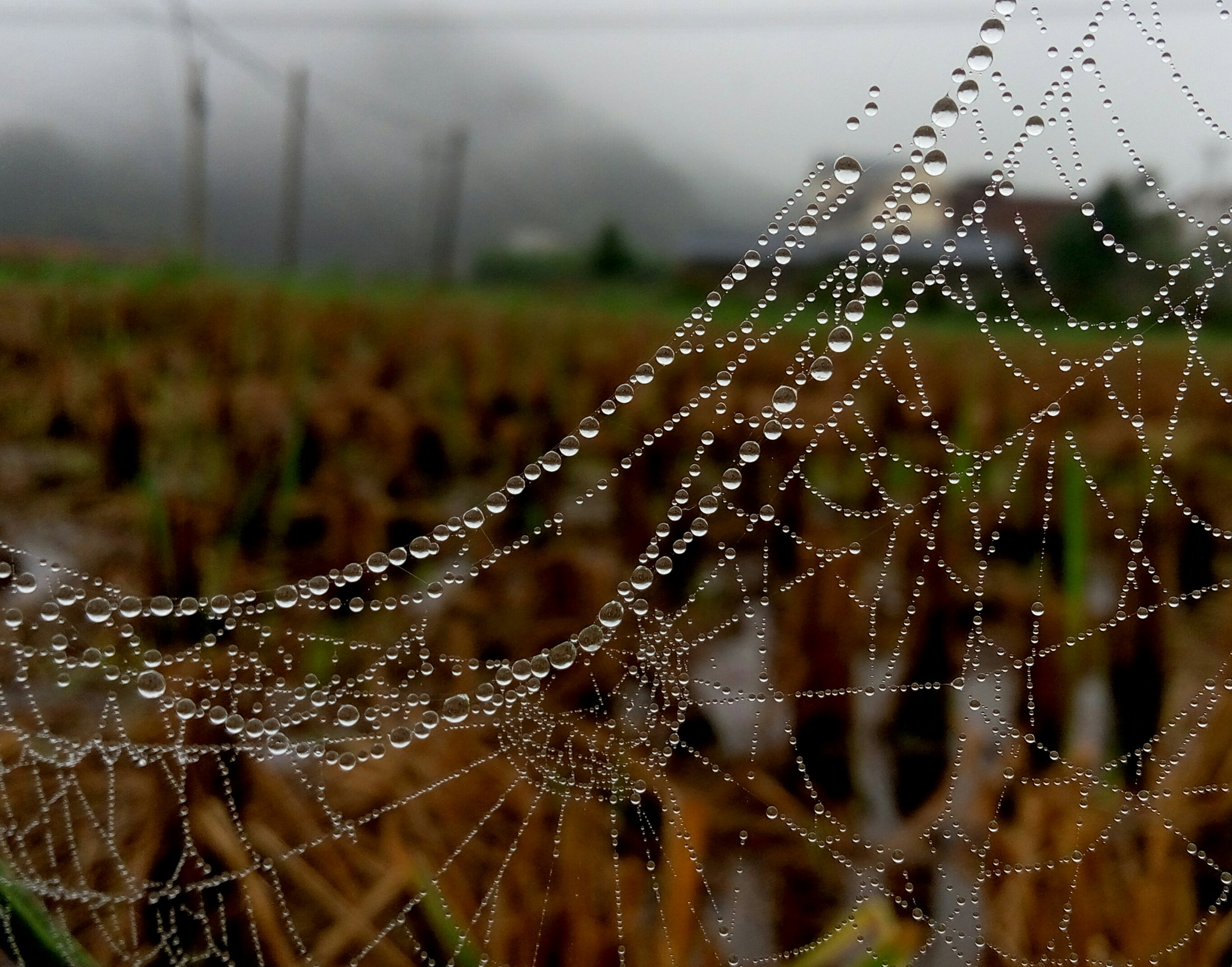 Meizu m1 note sample photo. Foggy morning photography