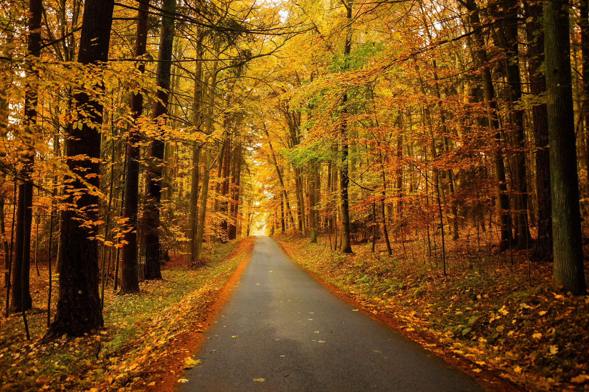 Sigma 18-200mm f/3.5-6.3 DC OS sample photo. Autumn forest in south bohemia photography