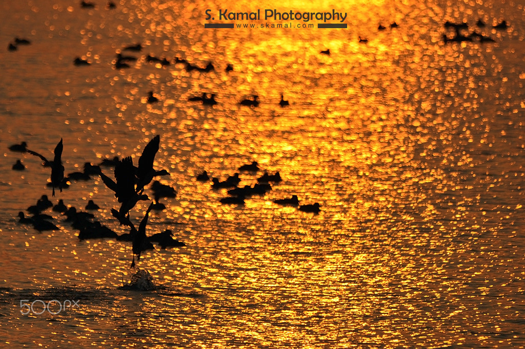 Sigma 150-500mm F5-6.3 DG OS HSM sample photo. Golden hour nesting skp photography