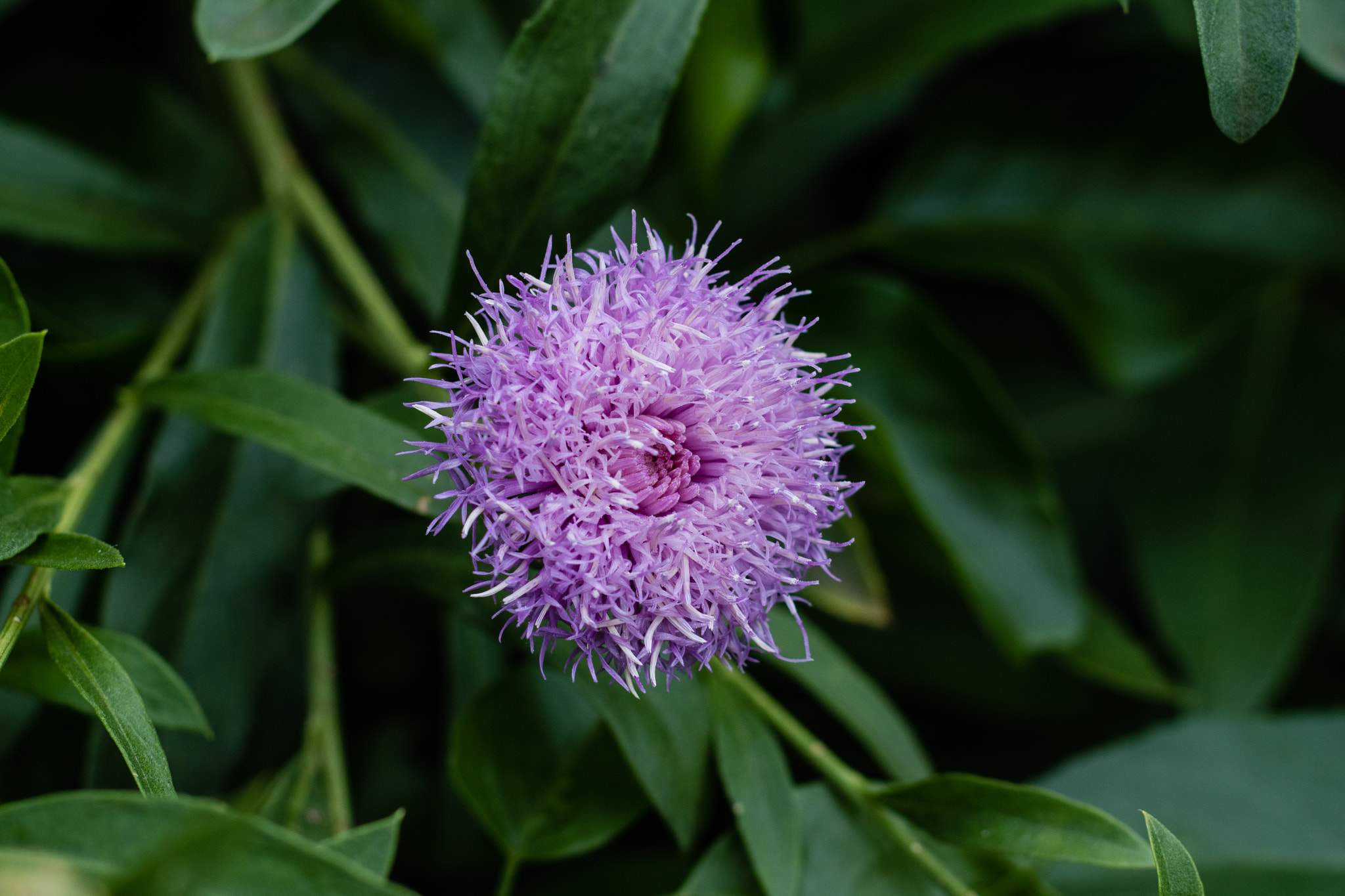 Canon EOS M3 + Canon EF 85mm F1.8 USM sample photo. Abg_20161024_13 photography