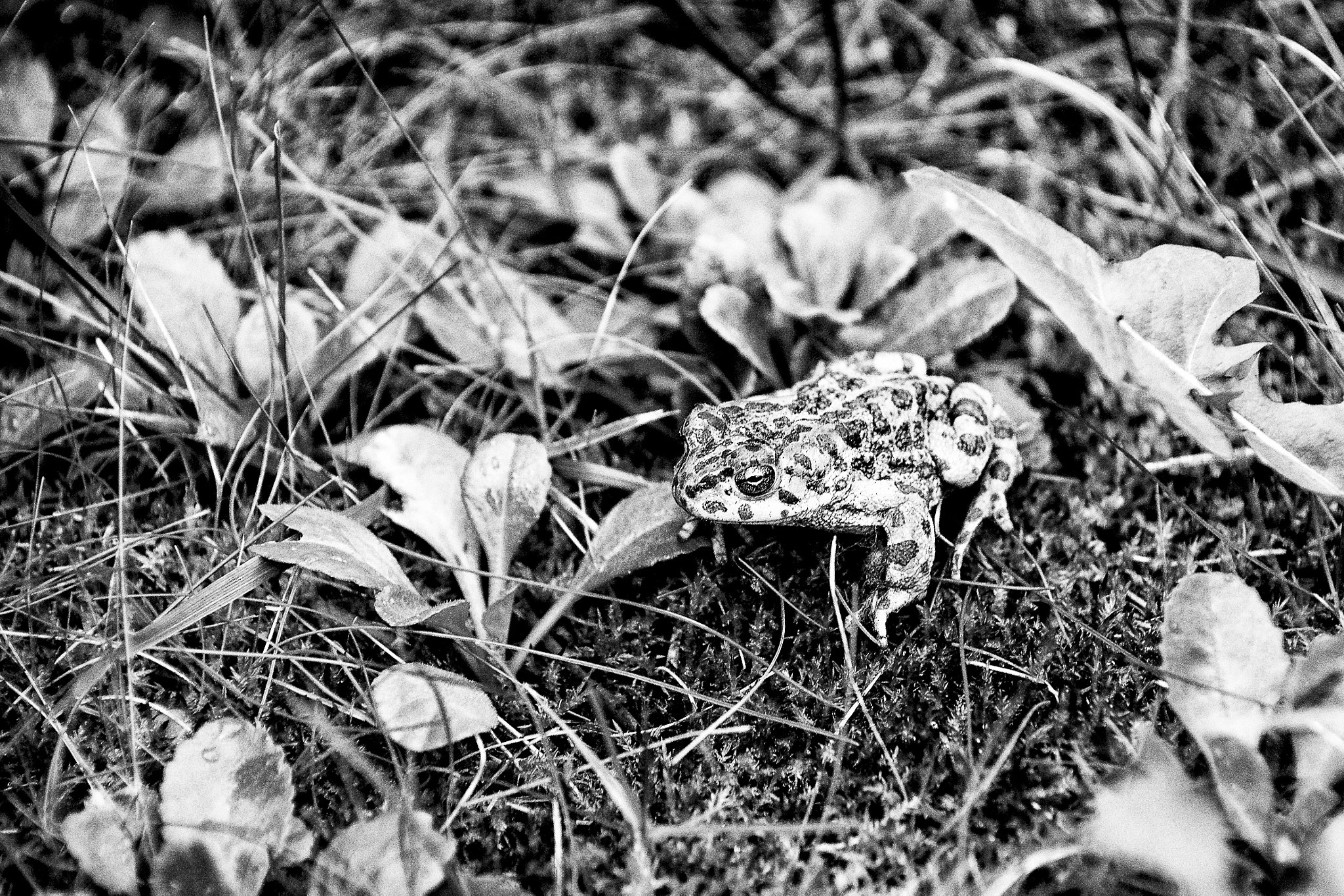 Pentax K-5 sample photo. Toad b&w photography