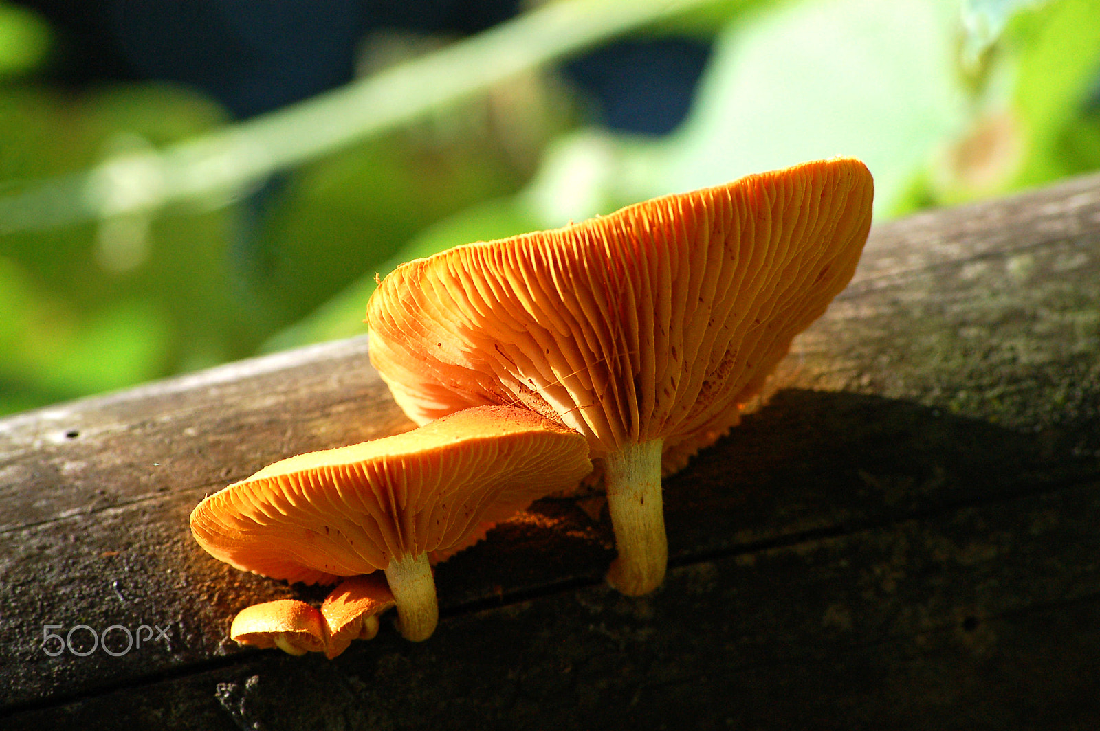 Nikon D50 sample photo. Orange mushrooms photography