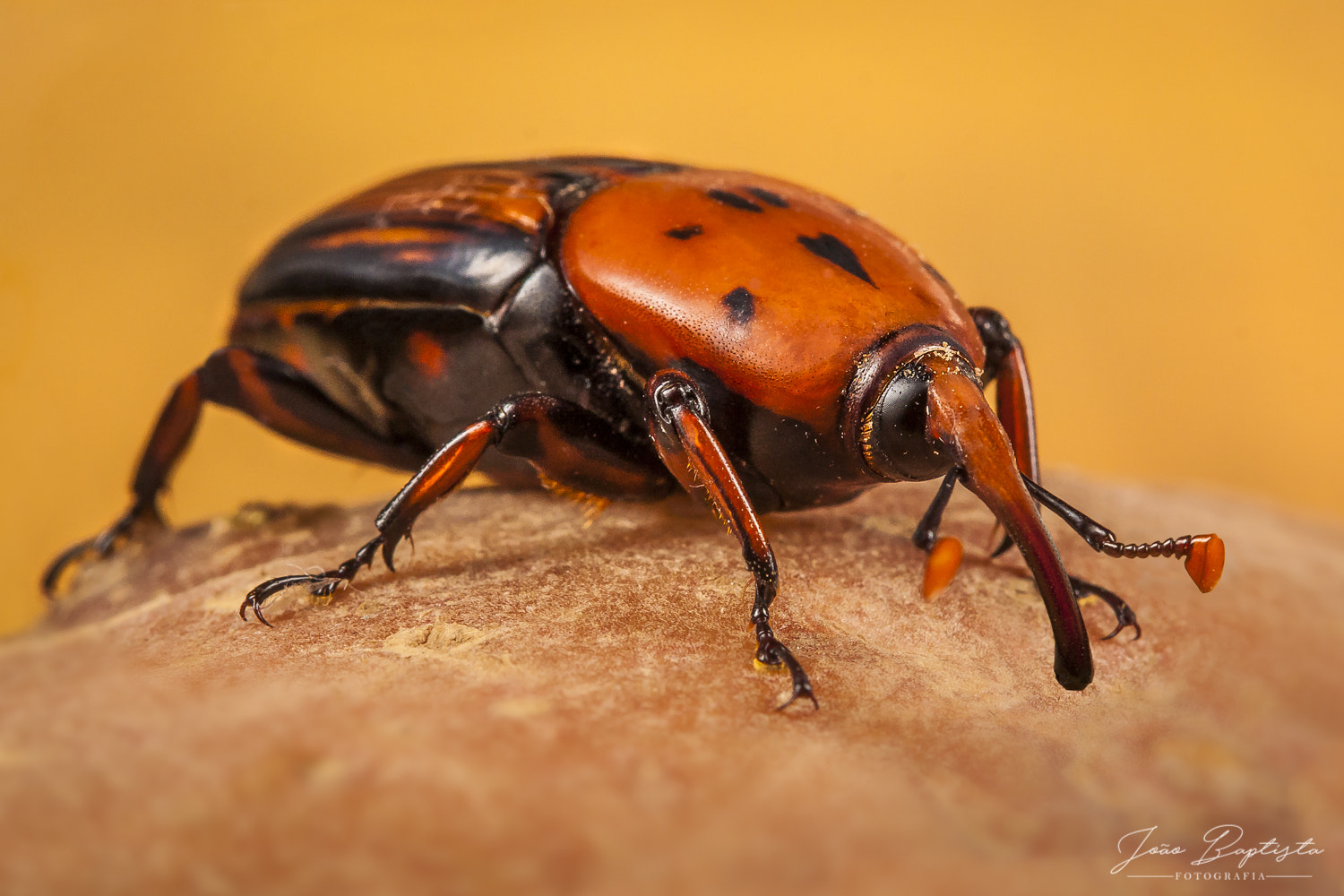 Canon EF 100mm F2.8 Macro USM sample photo. Rhynchophorus ferrugineus photography