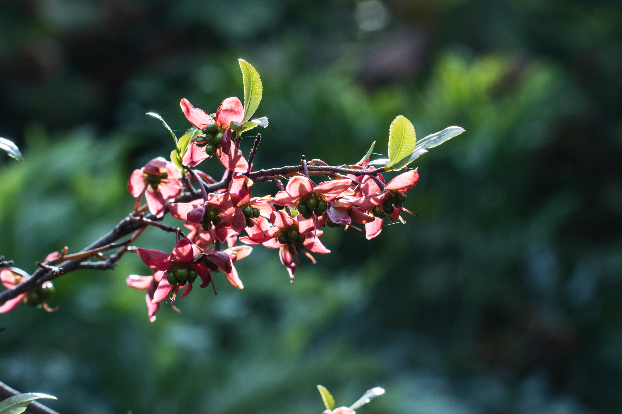 Canon EOS M3 + Canon EF 85mm F1.8 USM sample photo. Abg_20161024_09 photography