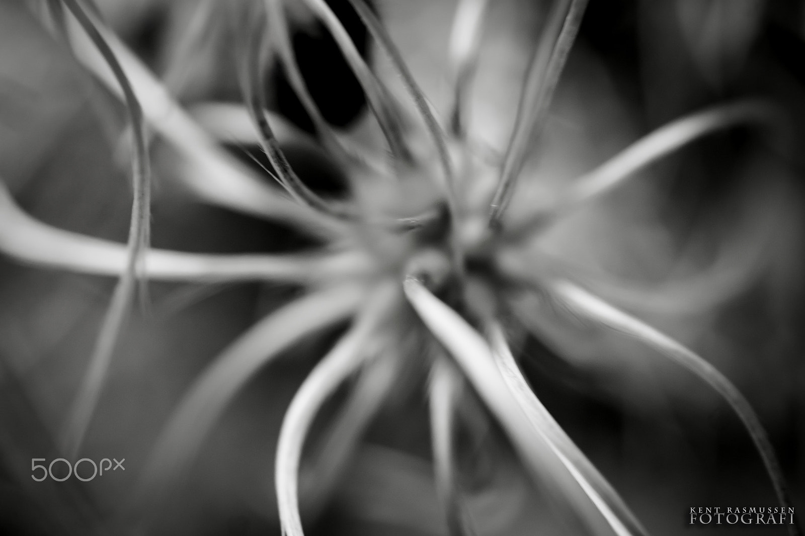 Sony DT 30mm F2.8 Macro SAM sample photo. Tentacles photography