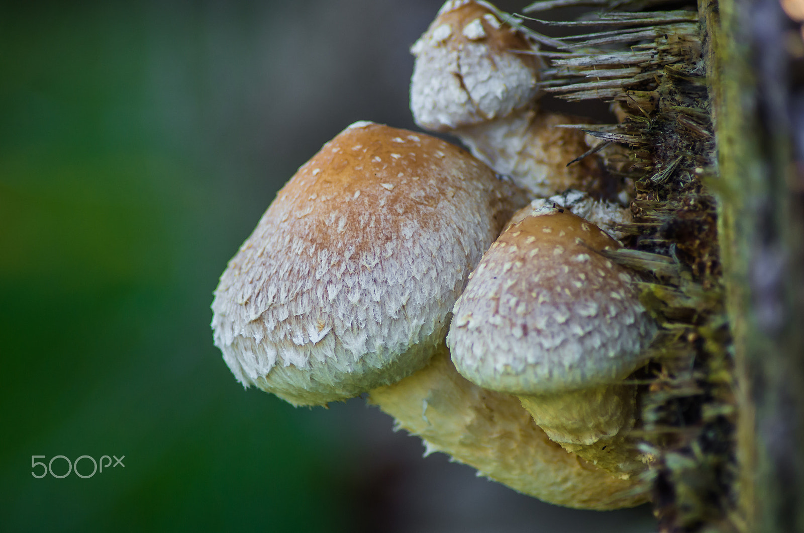 Pentax K-50 + Tamron AF 70-300mm F4-5.6 Di LD Macro sample photo. Mushroom photography