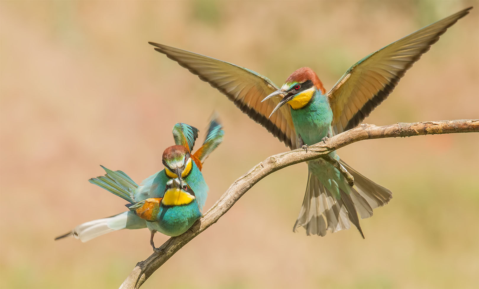 Canon EOS-1D Mark IV sample photo. Beeeaters - mating and flying all in one picture photography