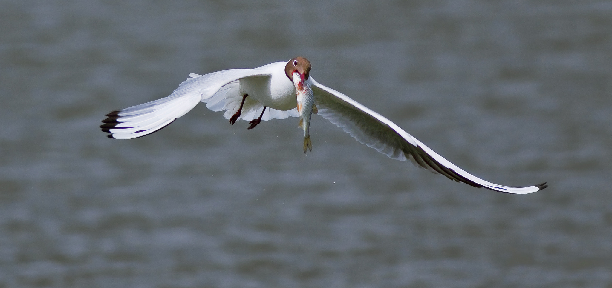 Canon EOS 50D + Canon EF 300mm F4L IS USM sample photo. Fisher photography