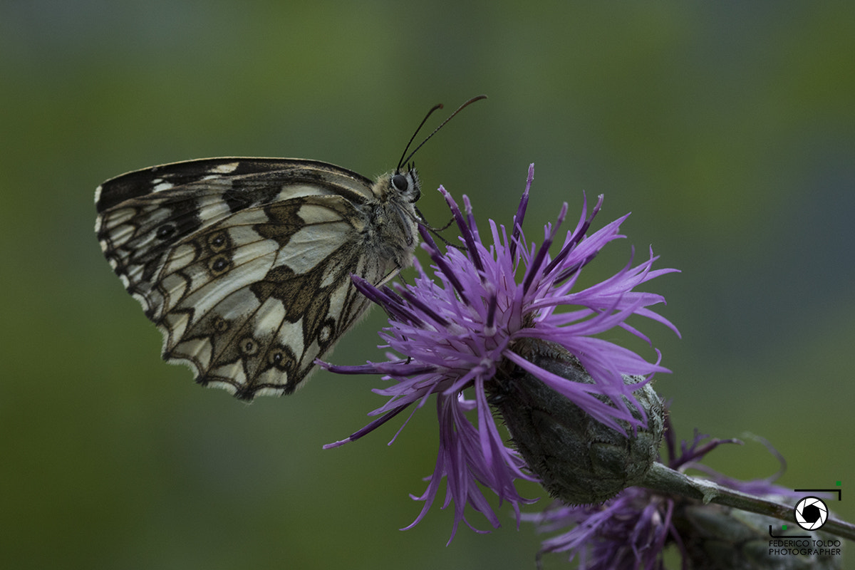 Sigma 105mm F2.8 EX DG OS HSM sample photo. Colors.. photography