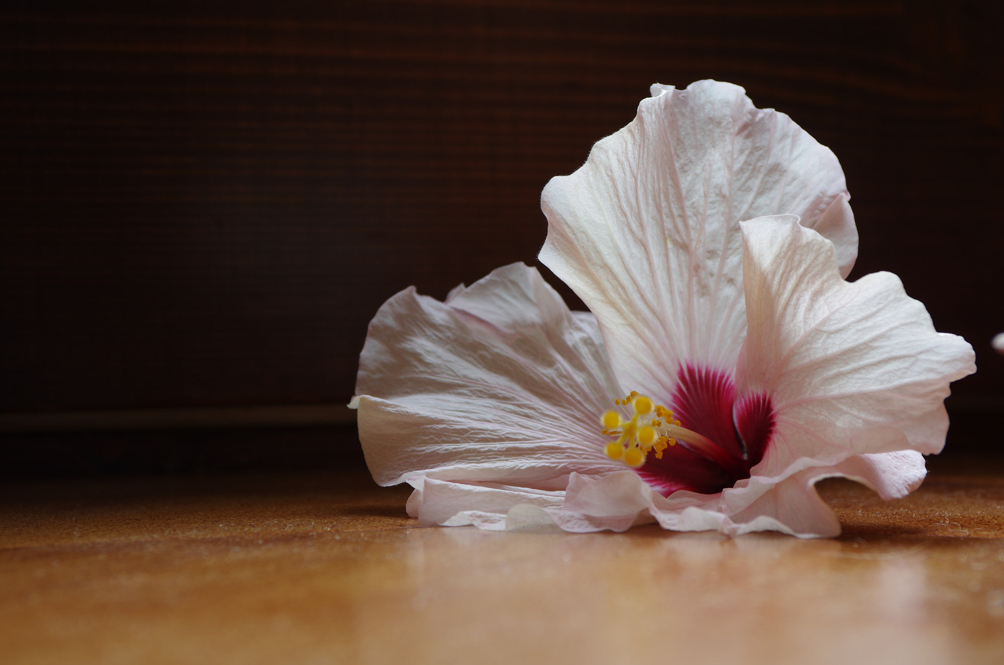 Pentax smc DA 17-70mm F4.0 AL (IF) SDM sample photo. Ibiscus photography