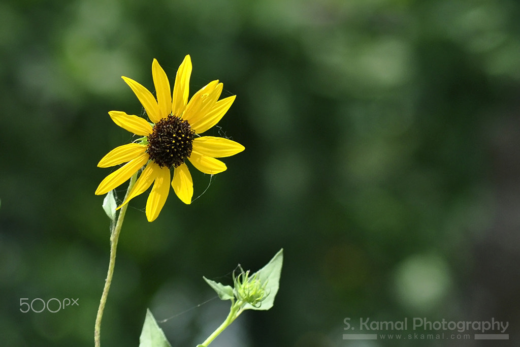 Nikon D90 sample photo. Golden sunflowerskp photography