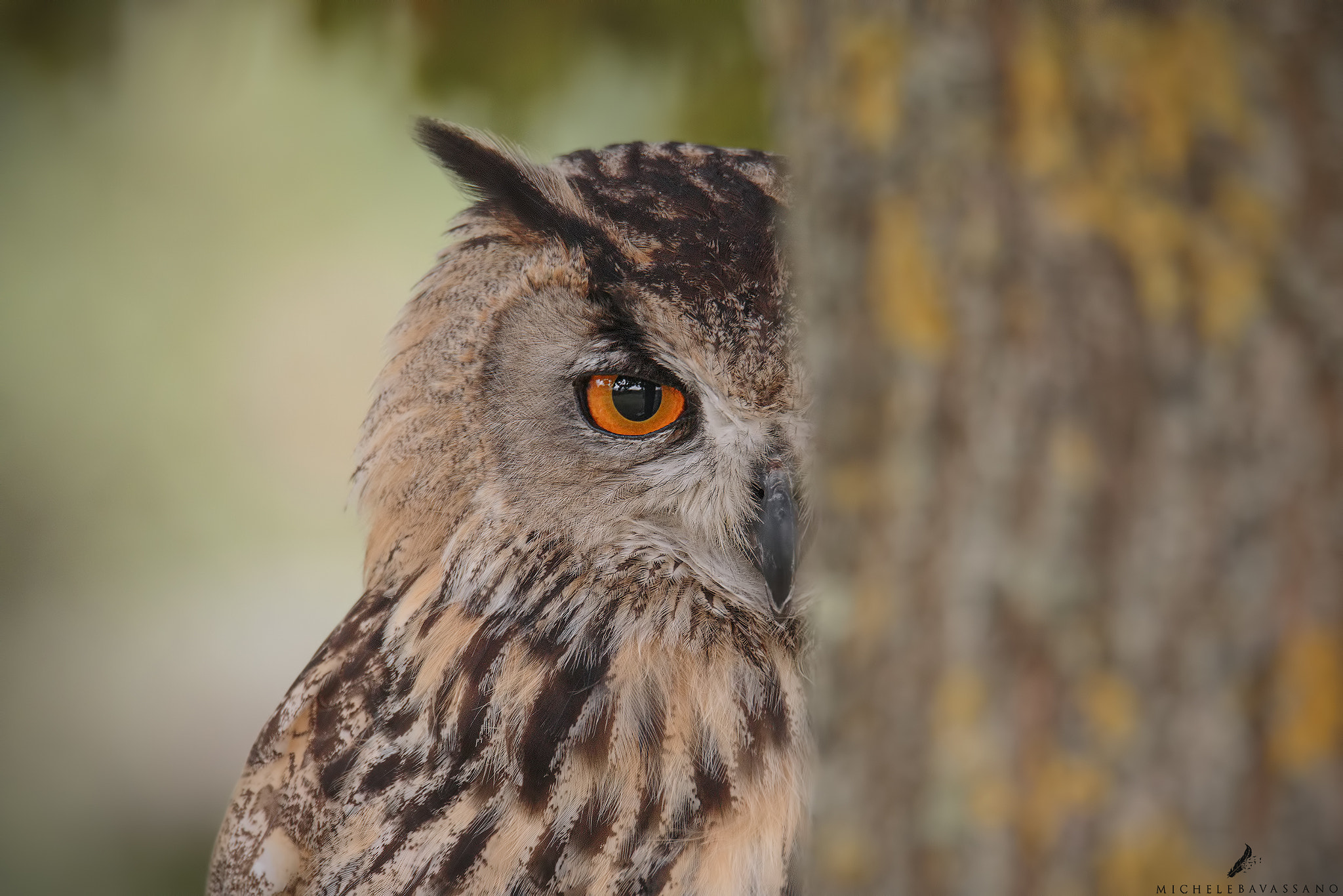 150-600mm F5-6.3 DG OS HSM | Sports 014 sample photo. Magnetic eye photography