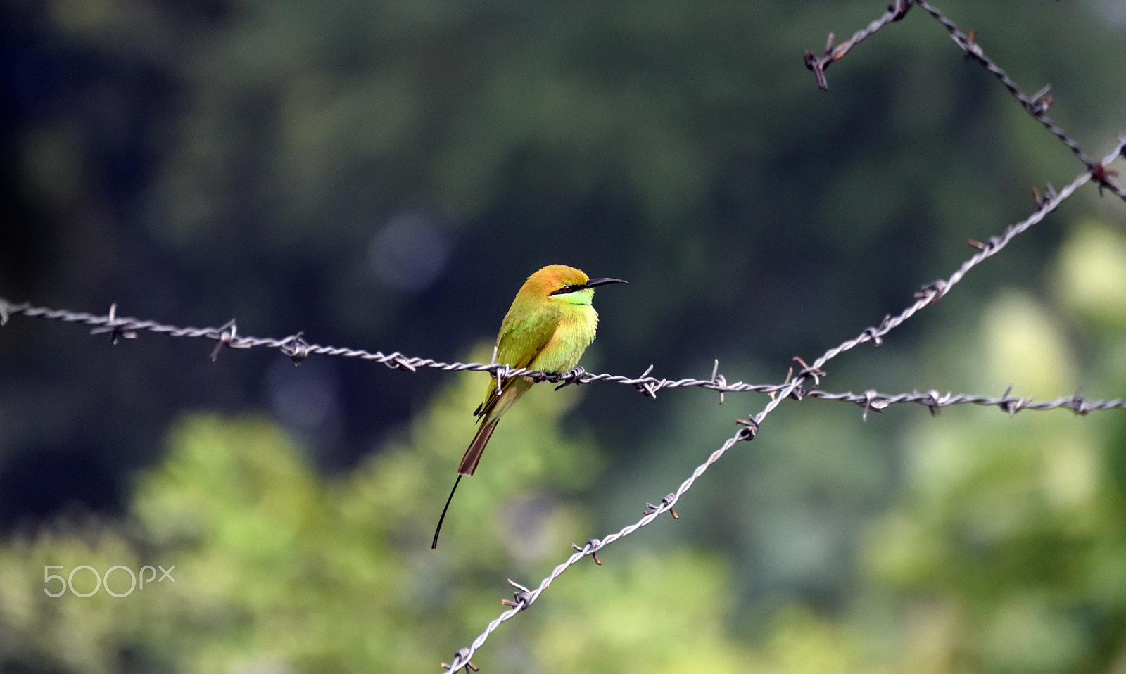 Nikon D750 + Sigma 105mm F2.8 EX DG Macro sample photo. Green bee eater photography