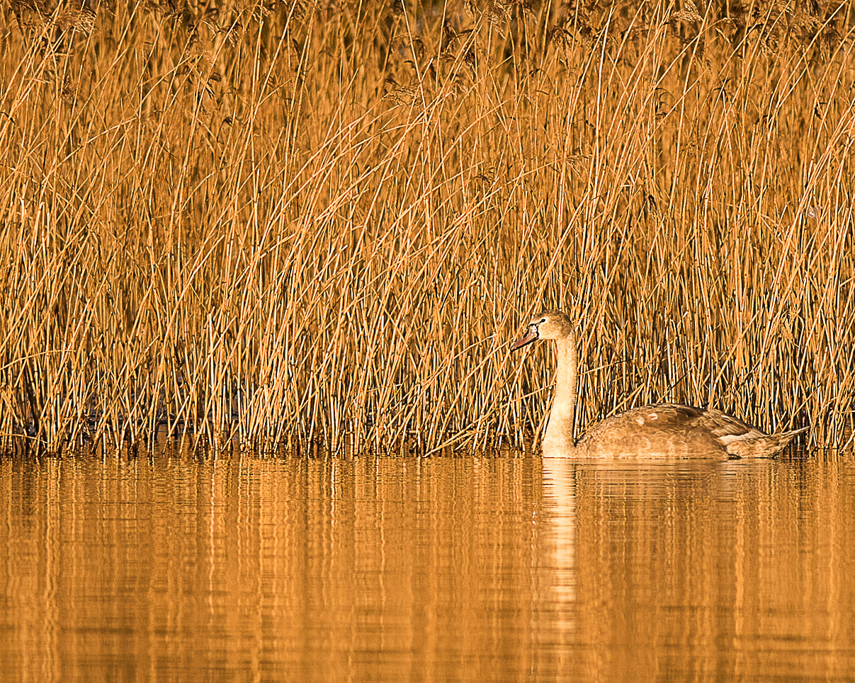 Nikon D810 + Nikon AF-S Nikkor 300mm F4D ED-IF sample photo. Golden hour photography