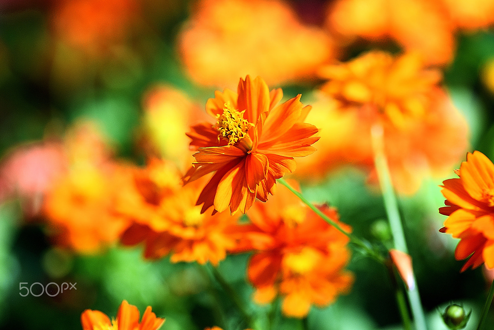 Nikon D200 sample photo. Red orange flowers and autumn photography