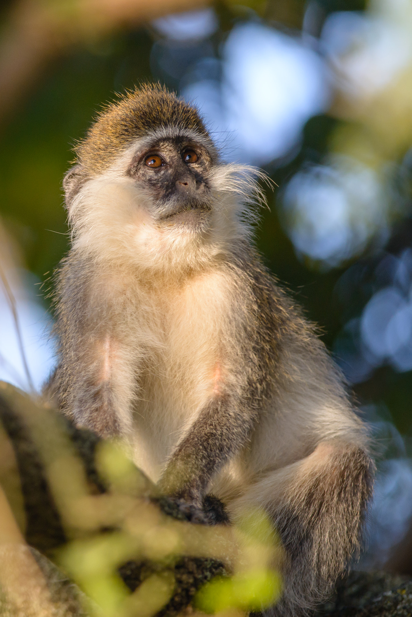 Nikon D800 + Nikon AF-S Nikkor 300mm F4D ED-IF sample photo. Grivet close up photography