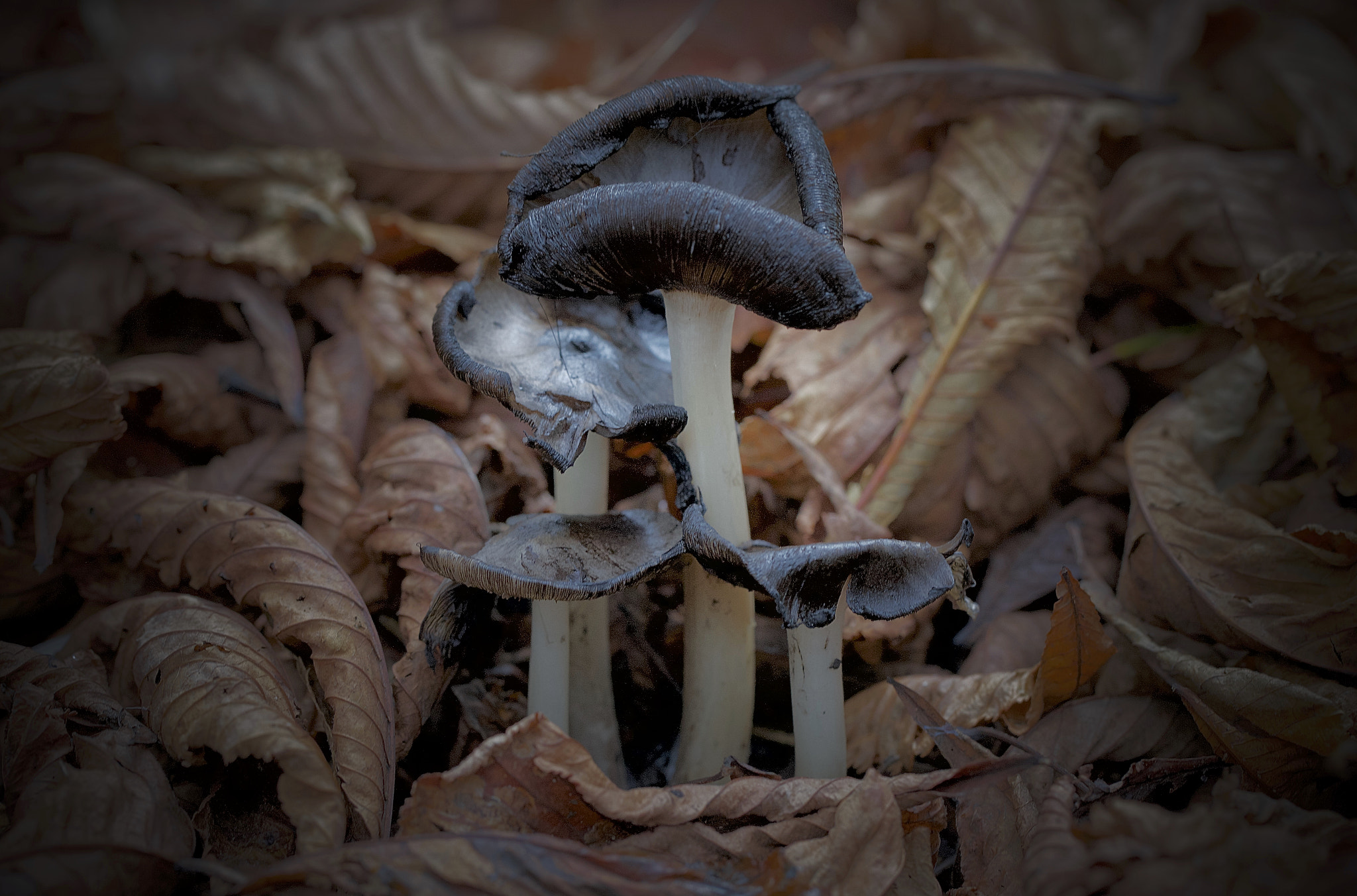 Canon EOS-1Ds Mark III sample photo. Mushroom photography