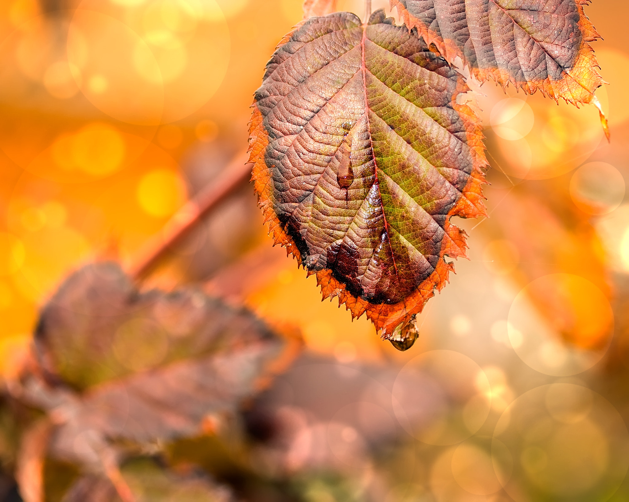 Canon EF-S 60mm F2.8 Macro USM sample photo. Autumn red photography