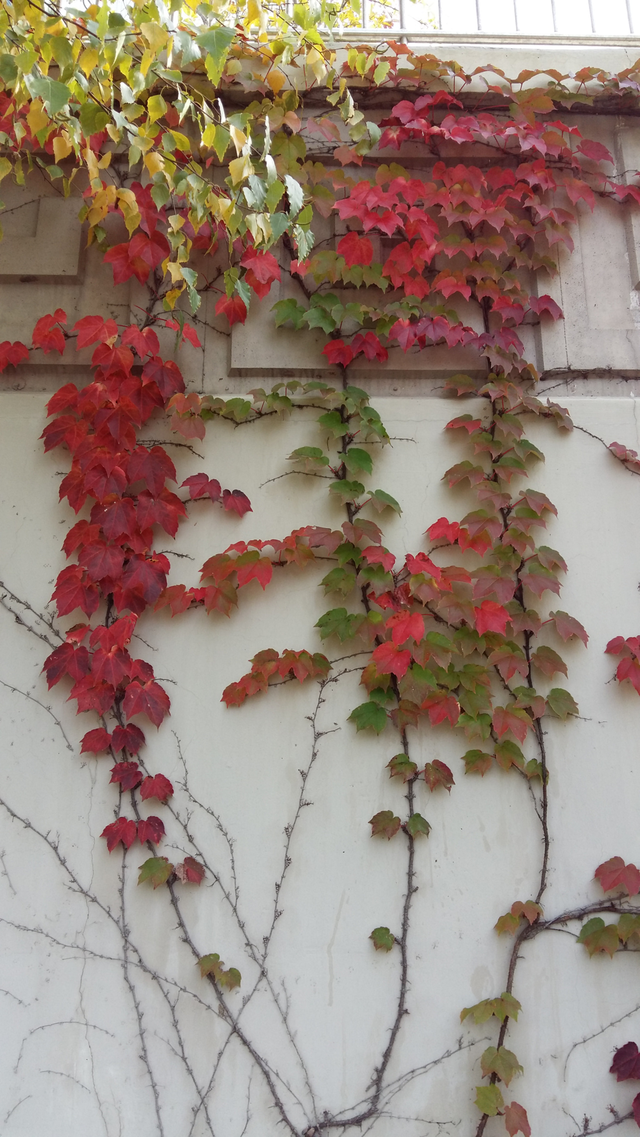 Samsung Galaxy Grand-Max sample photo