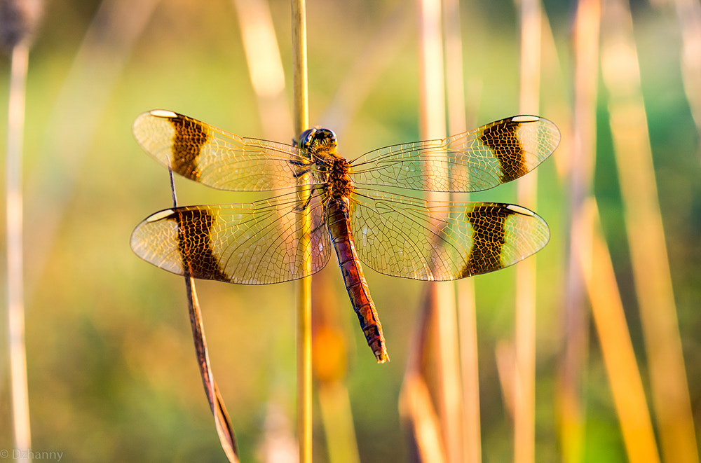 Nikon D7100 + Nikon AF Micro-Nikkor 60mm F2.8D sample photo. Sunset dragonfly photography