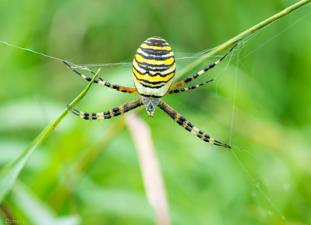 Nikon D7100 + Nikon AF Micro-Nikkor 60mm F2.8D sample photo. Argiope bruennichi photography