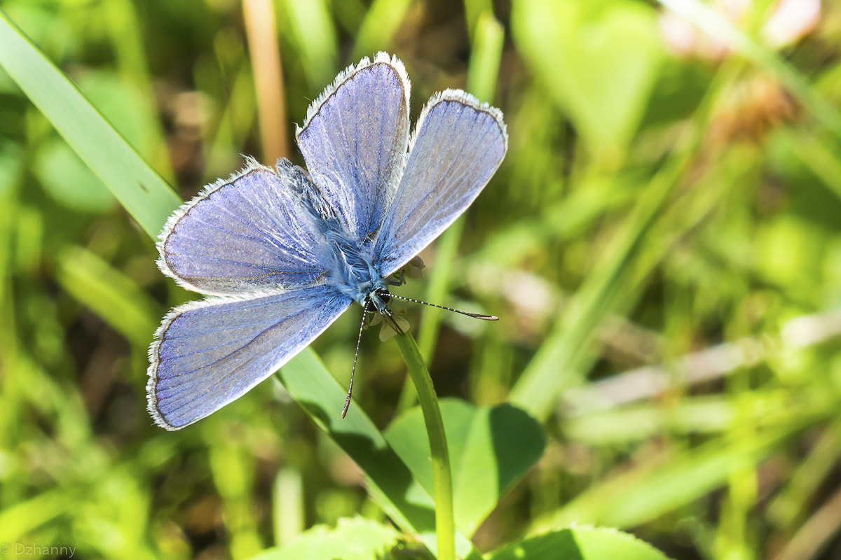 Nikon D7100 + Nikon AF Micro-Nikkor 60mm F2.8D sample photo. Blue butterfly photography