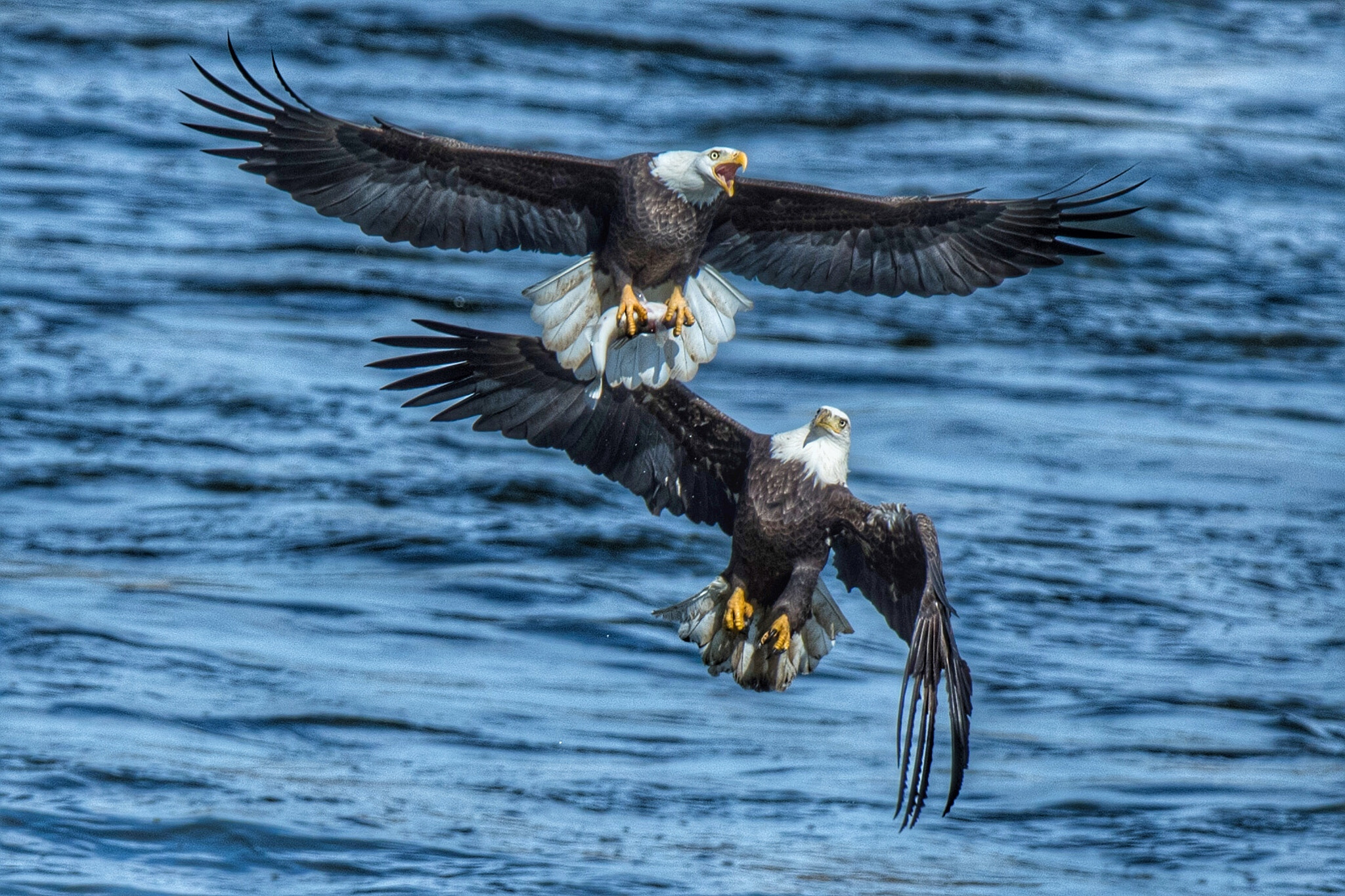 Canon EOS-1D X Mark II + Canon EF 200-400mm F4L IS USM Extender 1.4x sample photo. Two bald eagles, including one having caught a fish, fly above conowingo dam in northeast maryland. photography