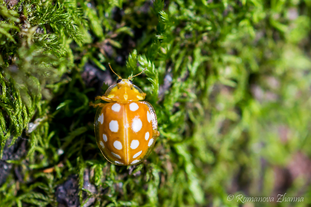 Nikon D7100 + Nikon AF Micro-Nikkor 60mm F2.8D sample photo. Orange baby photography