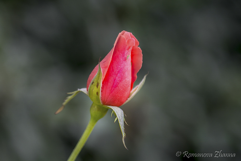 Nikon D7100 + Nikon AF Micro-Nikkor 60mm F2.8D sample photo. Rose... photography